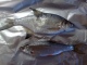 Pasuri 115 g